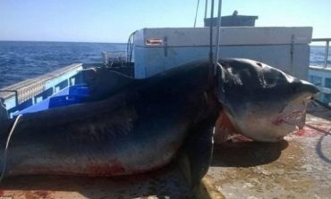 Dy peshkaqenë të rrallë kapen në Vlorë