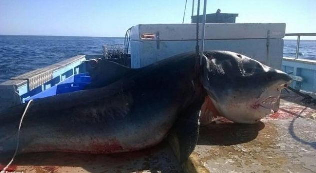Dy peshkaqenë të rrallë kapen në Vlorë