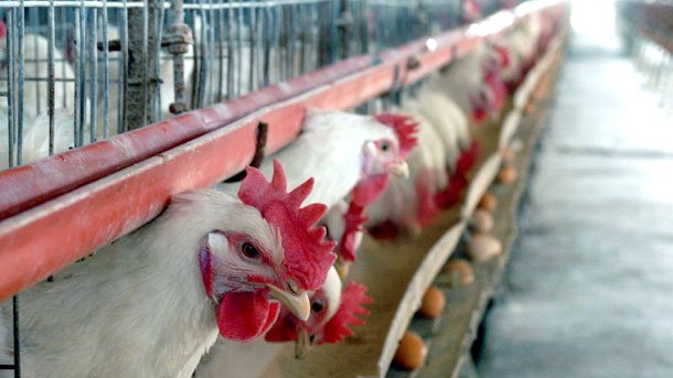 Britania e Madhe nis hetimin për transportin e pulave