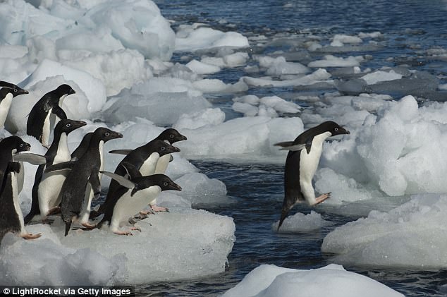 ENIGMA/ Nga 40 mijë pinguinë, mbesin të gjallë vetëm dy (Foto)
