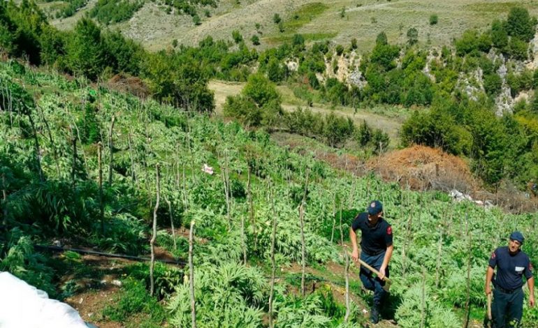 Zbardhet raporti sekret nga BE: Në Shqipëri kanabisi kultivohet në sera dhe tunele, të implikuar drejtues policie