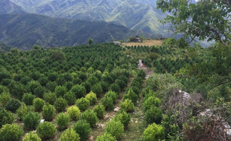 Shifra të frikshme, ja sa kanabis janë mbjellë në Shqipëri vetëm në vitin 2016