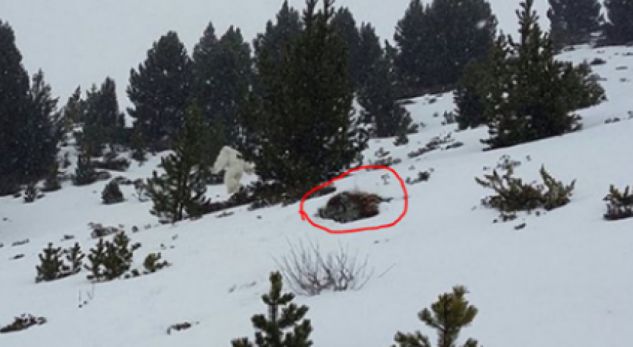 Krijesa misterioze që po tmerron skiatorët