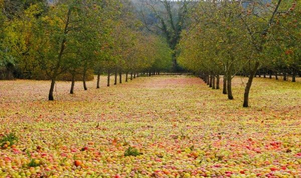 Pemët shkunden nga stuhia, mollët mbulojnë tokën