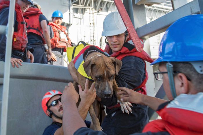 Humbasin në Paqësor, marinaret dhe qentë gjenden pas 5 muajsh