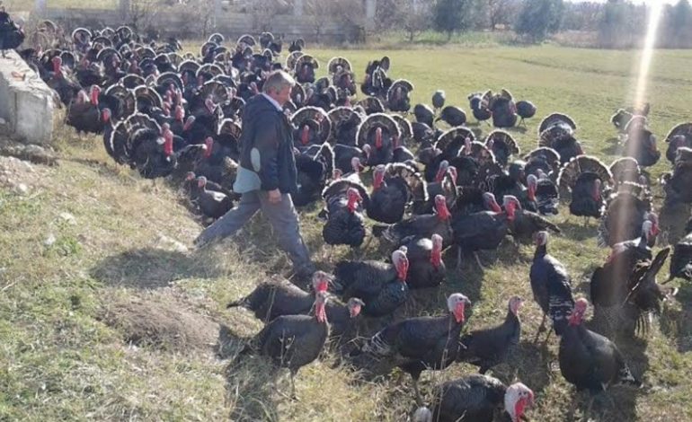Plasin vjedhjet në fshatrat e Vlorës, arrestohet hajduti pulave