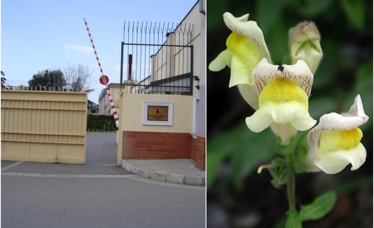 Tenderi i çuditshëm i SHISH, blen lule “gojë ujku” dhe “gjizë”