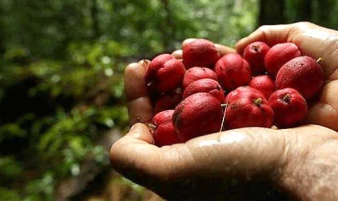 Ky është fruti që mbyt 70 për qind të qelizave të kancerit