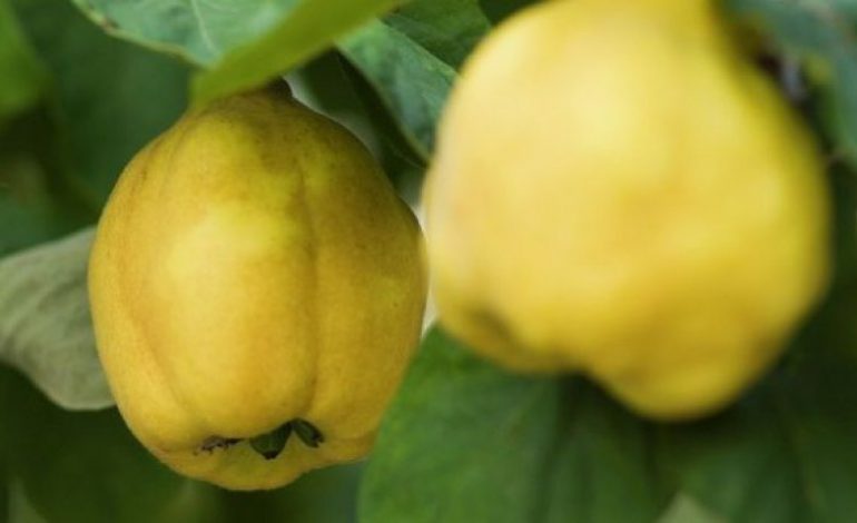 Ftoi/ Fruti “magjik” që shëron nga këto sëmundje