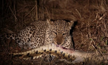 Pamje të rralla: Tigri duke ngrënë një krokodil! [Video]