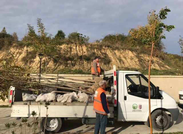 Zëvendësohen pemët e dëmtuara tek Liqeni i Farkës