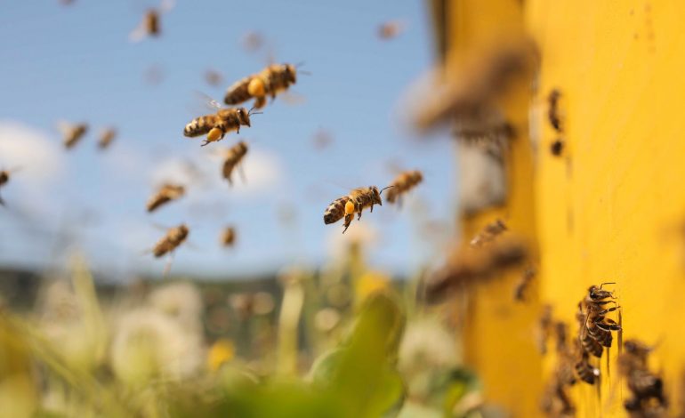 10 arsye që dëshmojnë se bletët na mbajnë gjallë