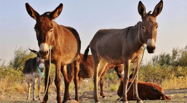 Çudia e radhës nga India/ Dëmtuan disa bimë të vlefshme, përfundojnë në burg 3 gomarët