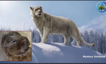 EKSPERIMENTI/ Shkencëtarët gati të klonojnë luanin e borës