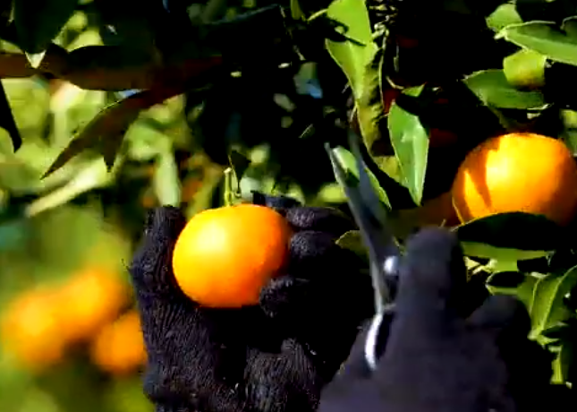VIDEO/ Rama: Ndiqni shembullin e fermerëve të Konispolit, biznesi i tyre siguroi…