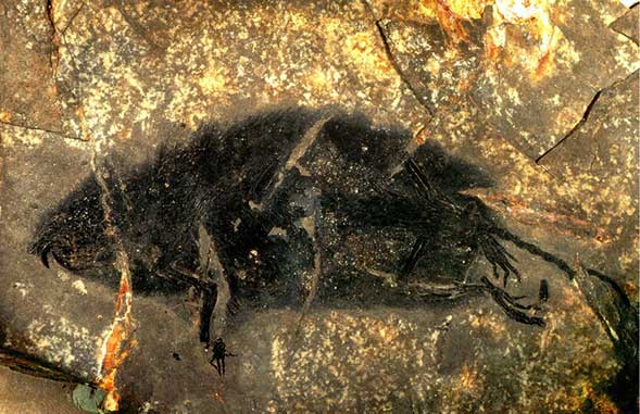 E RRALLË/ Zbulohen fosilet 145 milionë vjeçare (FOTO)