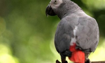 Papagajtë në Australi vënë në rrezik shpërndarjen e internetit