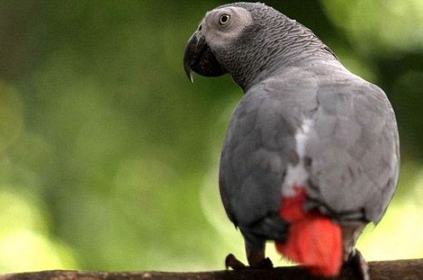Papagajtë në Australi vënë në rrezik shpërndarjen e internetit