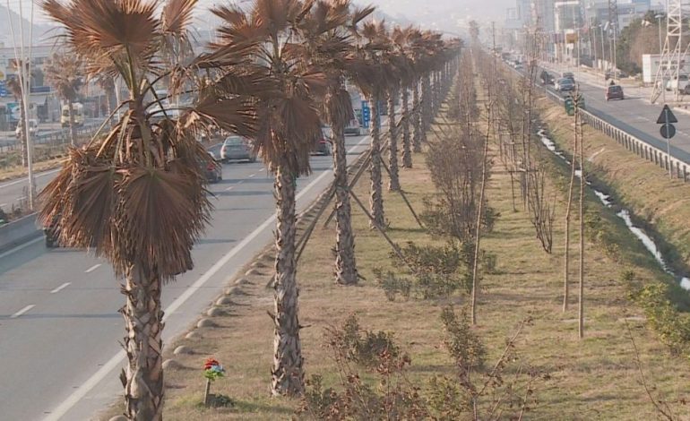 Pas tharjes së palmave në autostradë, Bashkia i zëvendëson me pisha me vlerë 2.5 milion euro