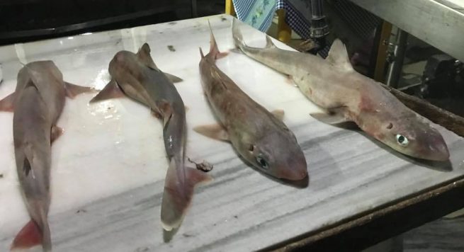 Himarë/ Peshkatarët kapin një specie të rrallë (Foto)