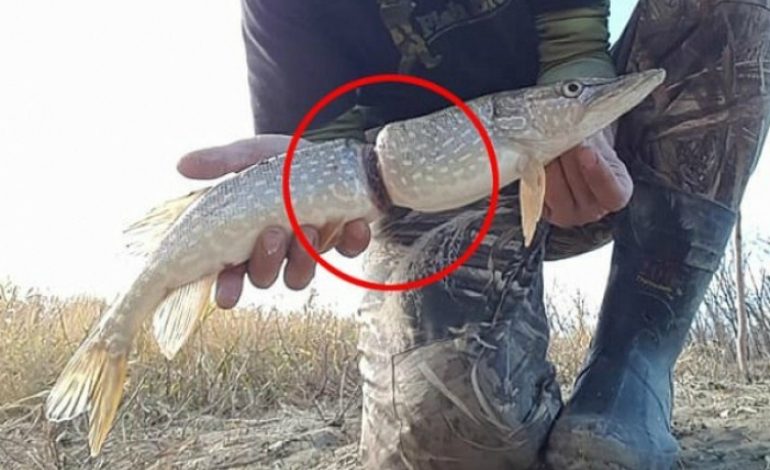 Pasojat e hedhjes së mbetjeve në det/ Ja skandali me peshqit (Video/Foto)