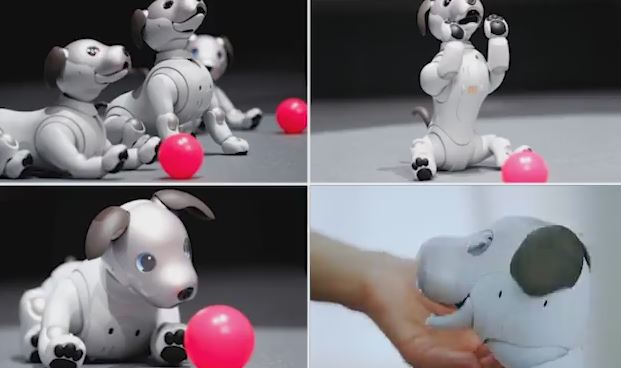 SONY sjell qenin robot inteligjentë/ VIDEO