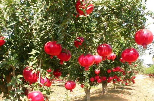 Ushqimet që luftojnë dhimbjet e artritit reumatik