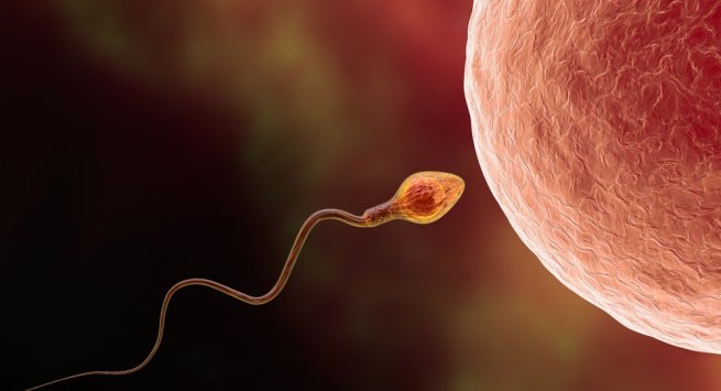5 gjëra shokuese që ulin numrin e spermatozoideve