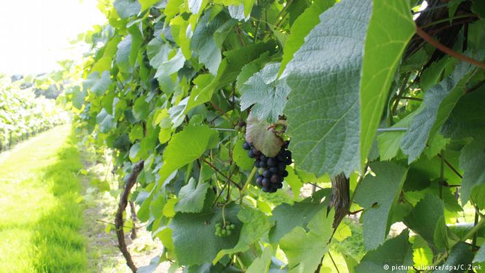 Mendonit se vetëm francezët? Anglezët po përjetojnë “boom” në prodhimin e verës