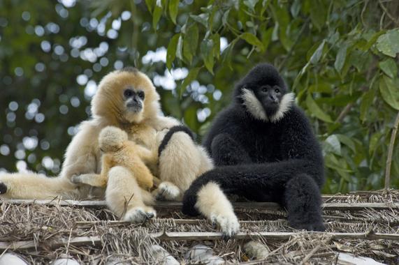Shuhet rraca e majmunëve “Gibbons” vetëm një ka mundur të shpëtoj