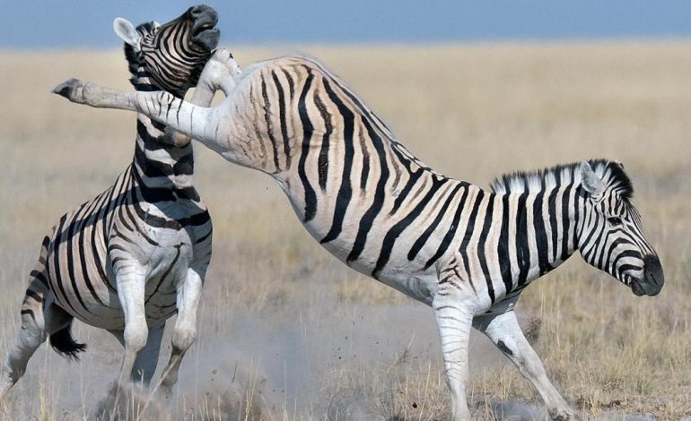 Australia, vendi ku speciet bëjnë ‘boks’ për të mbijetuar (FOTO)