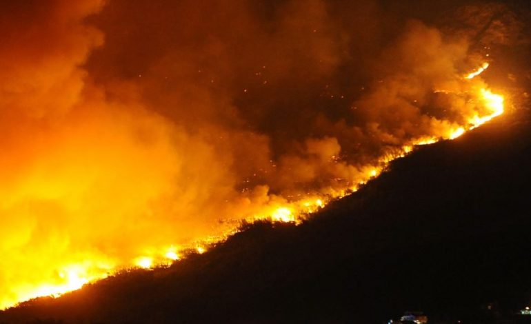 ZJARR MASIV/ Digjen 400 rrënjë ullinj në Treblovë