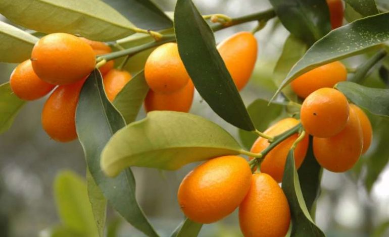 Kishit dëgjuar ndonjëherë për mandarinën kineze, fruti që hahet me gjithë lëkurë?