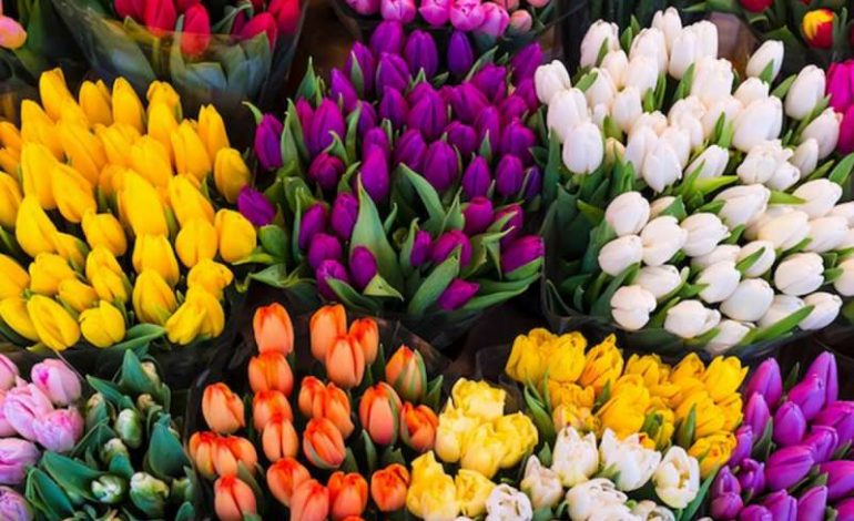 Ju pëlqejnë tulipanët? Kjo është mënyra më e mirë dhe më e lehtë për t’i mbjellur