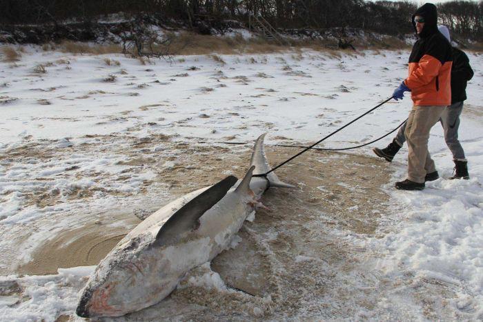 Nga acari, në SHBA ngrijnë edhe peshkaqenët (Foto)