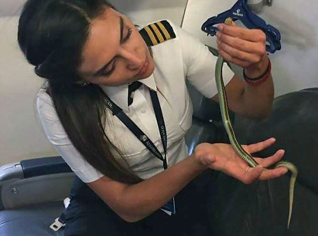 Nuk thonë kot që janë të mirë! Këto FOTO të kafshëve në avion do t’ju shkrijnë së qeshuri