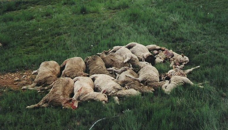 Banori nxjerr bagëtitë e mbytura, fjalët e tij të këpusin shpirtin: Ja Edi Rama, Mziu, o shtet, buka e gojës…