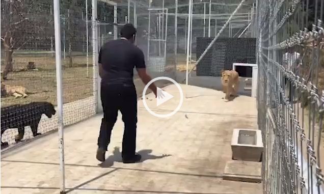 VIDEO TRONDITËSE/ Luani i hidhet përsipër padronit që e rriti pasi e sheh atë përballë