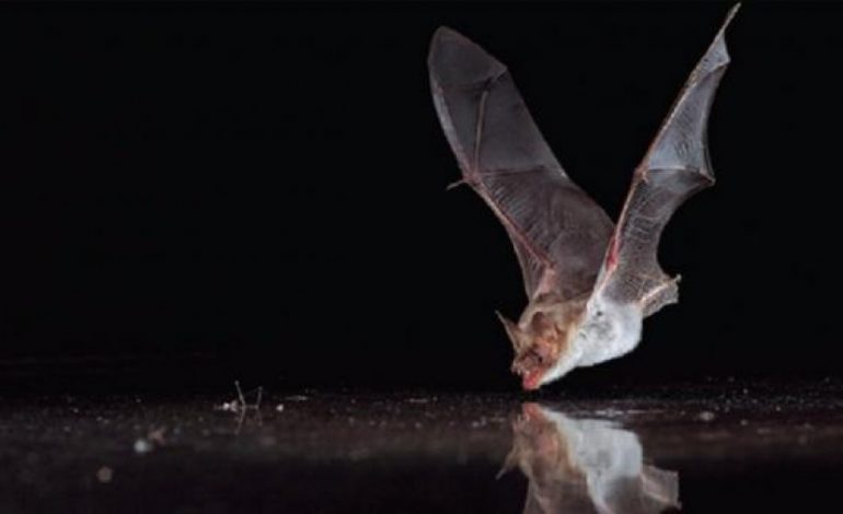 Lakuriqët e natës, frymëzim për radarët e ardhshëm të planeteve në sistemin diellor