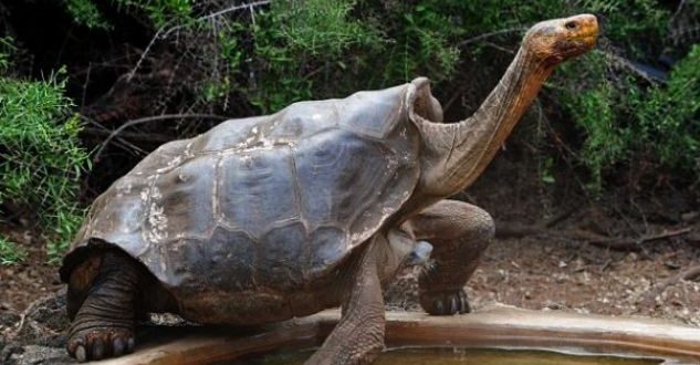 Zhdukja e specieve tregon se planeti tokë, ka filluar shuarjen e jetës në të