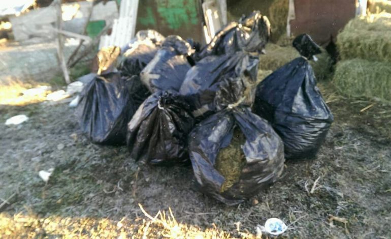 VAZHDON AKSIONI I DROGËS/ Në Has gjendet 105 kilogramë marijuanë. Policia hetim për autorët