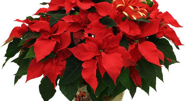 Poinsettia, lulja e Krishtlindjeve ka një histori të pasur dhe fitimprurëse