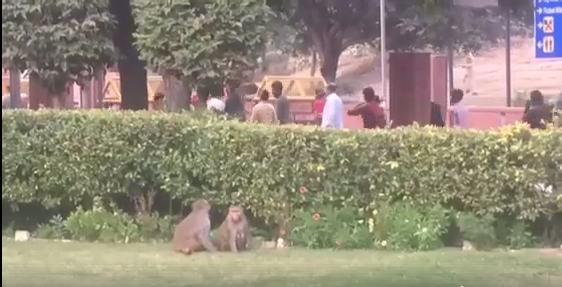 Shqiptarët filmojnë dashurinë “e rrallë” të dy majmuneve në Taj Mahal, Indi (VIDEO +18)