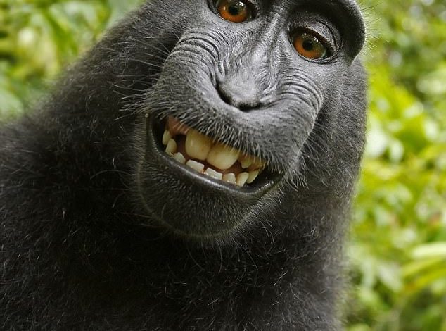 Majmuni shpallet ‘Njeriu i Vitit’, shkrepi një selfie duke buzëqeshur