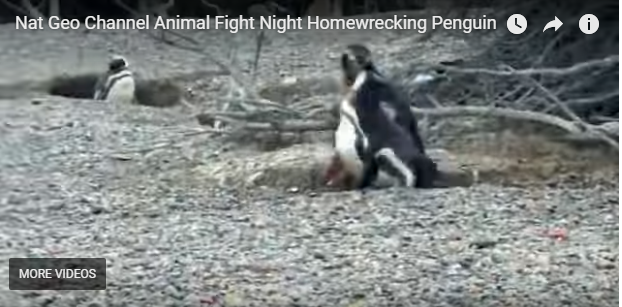 Video që po thyen rrjetin: Pinguini kap ‘gruan’ me dashnorin…