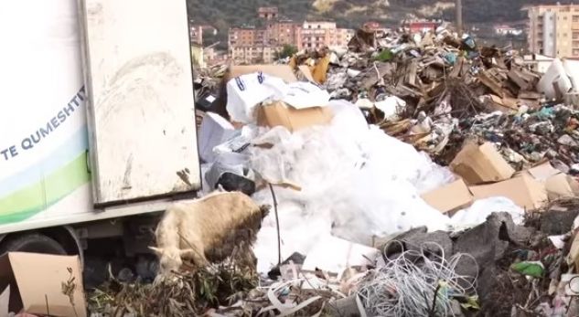 Plehrat pranë qytetit; katastrofë mjedisore në Lushnje
