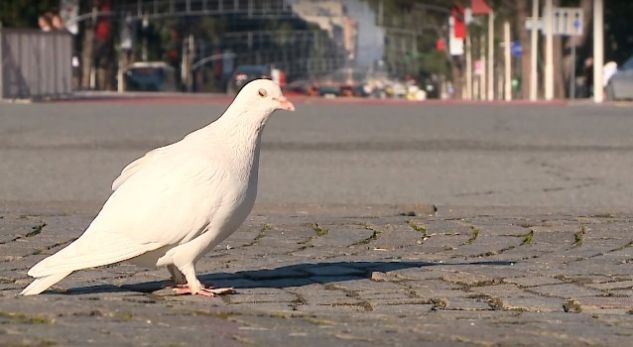 Si duket kryeqyteti pak para ndërrimit të viteve (VIDEO)