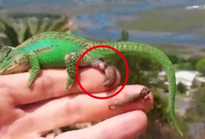 E PABESUESHME! Kameleoni lind 26 vezët e tij në dorën e njeriut (VIDEO)
