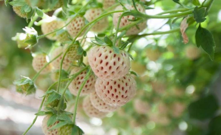 Pineberry, fruti i domosdoshëm për gratë shtatzëna!
