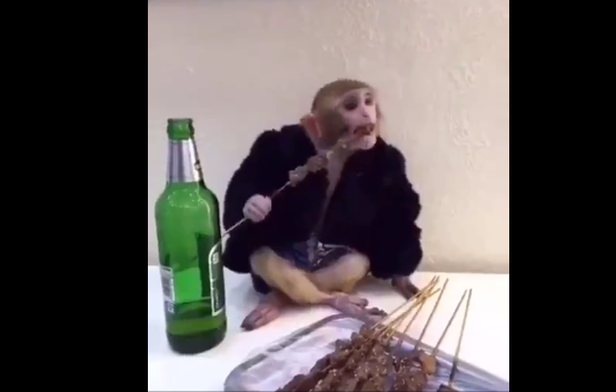 Birrë, mish dhe muzikë, ky është majmuni me i lumtur që keni parë (Video)